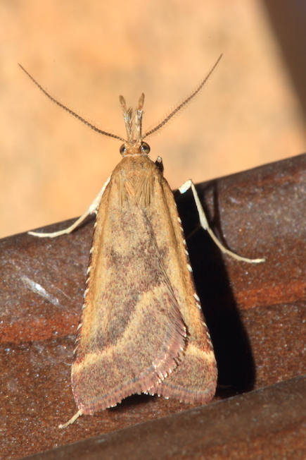 Synaphe punctalis? S